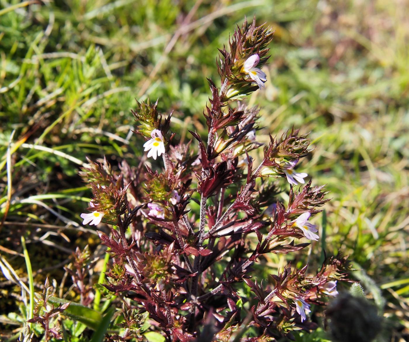 Eyebright, Irish plant